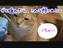 ガム噛んだら猫に嫌な顔されました( ﾟДﾟ)