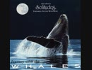 【癒しBGM】Journey With the Whales【高音質ver】