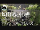 【切り株水槽】アベニーパファーにブラインシュリンプを与える