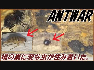 トゲアリの巣に住みついた奇妙な同居者たち。