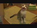 客ネコ ＆ ボツシーンその他映像集