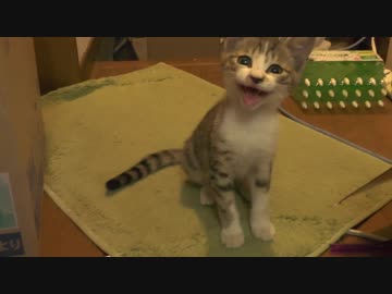 客ネコ ＆ ボツシーンその他映像集