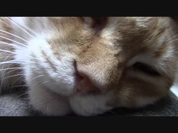 拾いねこ＠生後2262/2229日目　はっぴばーすでーとぅーみー。