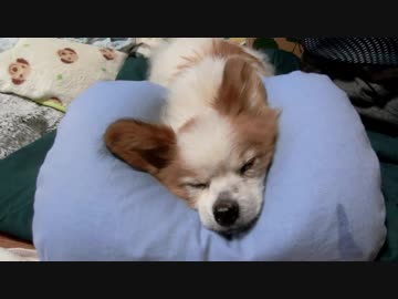 人間の首枕をアゴ枕にしてご満悦のワンコ（パピヨン）