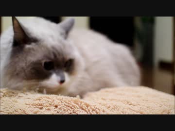 ふわふわＶＳもふもふ