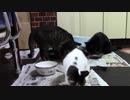 こんしゅうのおやつ【蒼民家の猫々】