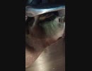 椅子のタイヤを無慈悲に引きちぎるカワウソ