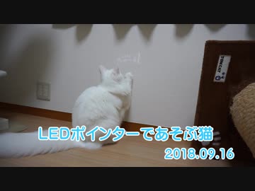 【HR299】ちゅーるのLEDポインターで遊ぶ猫