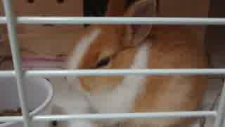 うさぎが来た日2
