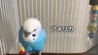 ニコニコ広告で政治ランキングにかわいいインコをランクインさせる