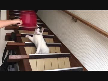 ワッフルを風船で遊ばせてみた。