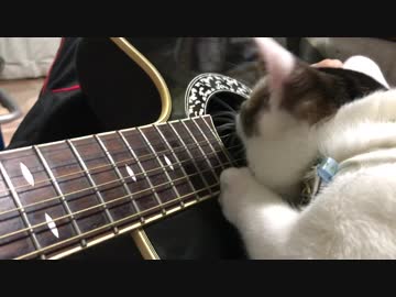 猫と一緒にギターでセッションしてみた。