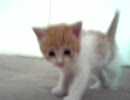 子猫さんとちゃいちゃい　Vol.03