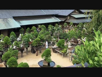 盆栽の美術館『春花園BONSAI美術館』／竹に特化した広場