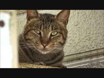 ねこのいる駅舎【紀伊細川駅】