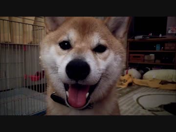 うちの、いつもの柴犬くん