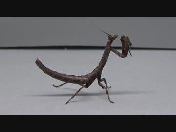 [閲覧注意!!]　再編集　カマキリ （アフリカエダカマキリ：幼虫）にハエを与えてみた。  (Popa spurca)