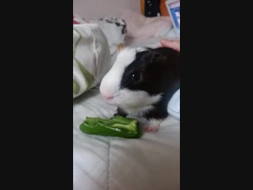 もぐもぐ