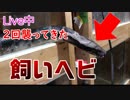 【心臓に悪いので気をつけて】【蛇って直角でも曲がれます】YouTubeのライブ中、2回飛んできたブラッドパイソン