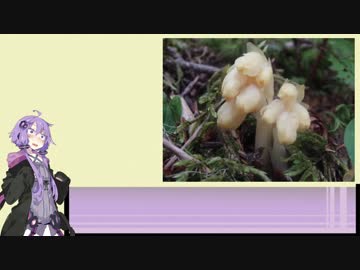 結月ゆかりは高いところがお好き #01 鳳凰山