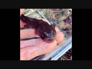 9.19 【魚釣り】メメズチャレンジ