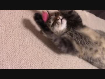 拾いねこ＠生後2266/2233日目　grgr＆じゃらし