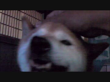 【柴犬ジロー】　子猫を保護しました