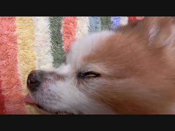 白目を剥いて眠るワンコ（パピヨン）