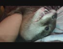カワウソ語で話しかけまくりつつ、甘えまくるカワウソ