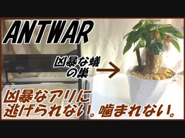 噛まれると痛いツムギアリを安全に引っ越す方法。