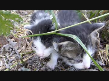 野良猫の赤ちゃんがゾロゾロ近寄ってきた
