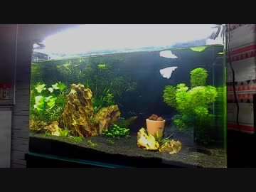#12　ゲーマーがアクアリウムやってみる_ベタ導入