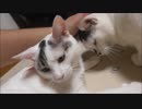 しばらく動画あげてなかったらエンジンがインド製のナン気筒エンジンに変わっていた件について