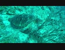 ウミガメ