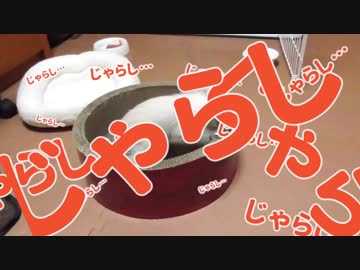 入居初日から猫じゃらしに夢中すぎる子猫【じゃらしの虜】