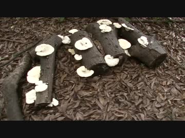 このキノコは何て言う名前ですか？②【テスト動画】