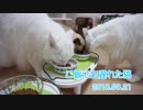 【HR299】ご飯に出遅れた猫