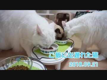【HR299】ご飯に出遅れた猫