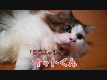 もふもふ！ミヌエットのオットくん！