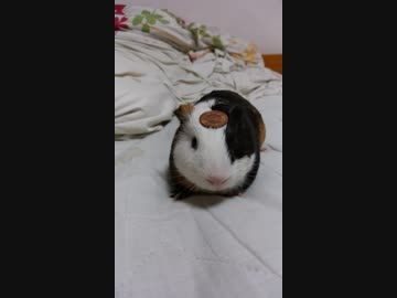 無抵抗モルモット2