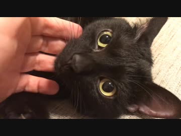箱で遊ぶラグドールと、甘えん坊の黒猫