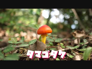 【奥武蔵】ハイキングでタマゴタケ