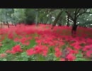 【外配信】巾着田曼珠沙華【彼岸花散歩雑談】20180919