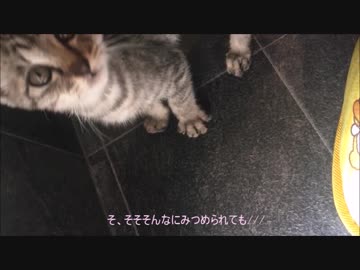 保護猫の生活【4日目！】