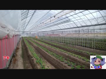 本気農業　「いちご」つくって400万稼ぐ　その13 ゆっくり解説