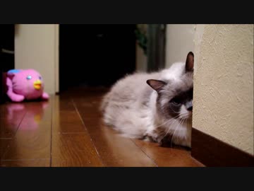 壁に隠れるという完璧な防御