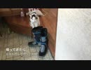 帰ってきたら玄関で猫が待っていてくれた