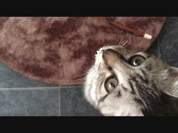 保護猫の生活【5日目！】