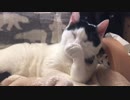 【ズサーの人】今日も頑張ろって思えるように