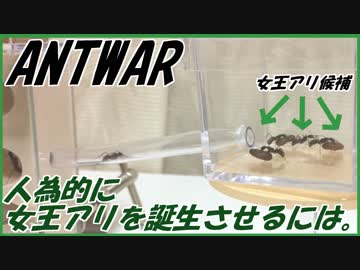 人為的に女王アリを誕生させるはずが・・・。